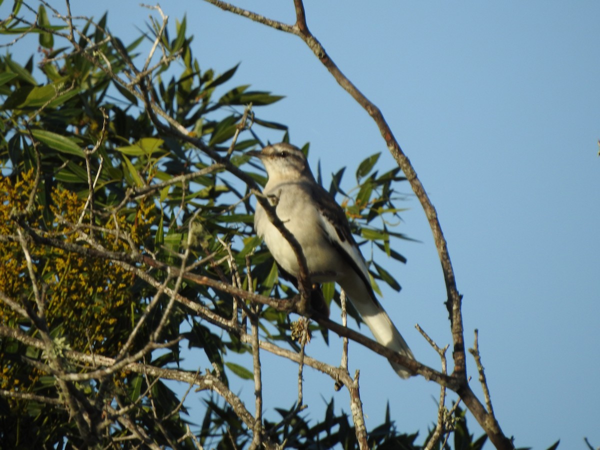 White-banded Mockingbird - ML609031906