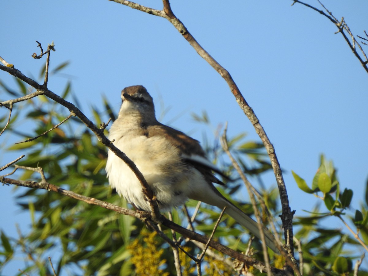 White-banded Mockingbird - ML609031907