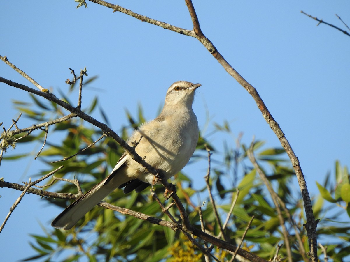 Moqueur à ailes blanches - ML609031908