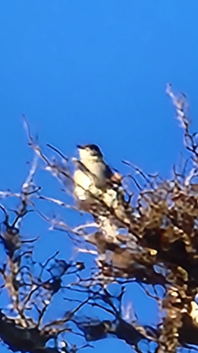 Northern Shrike - Eric Evans