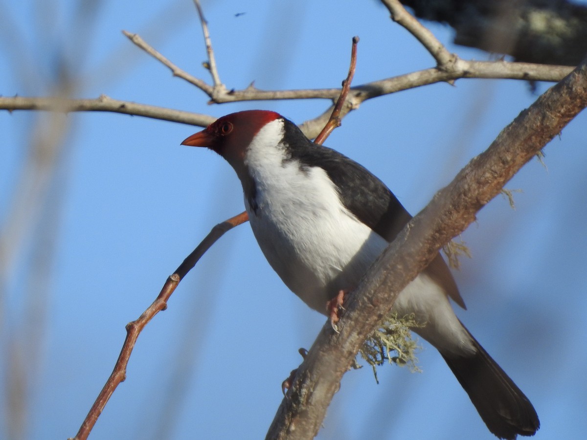 Yellow-billed Cardinal - ML609031918