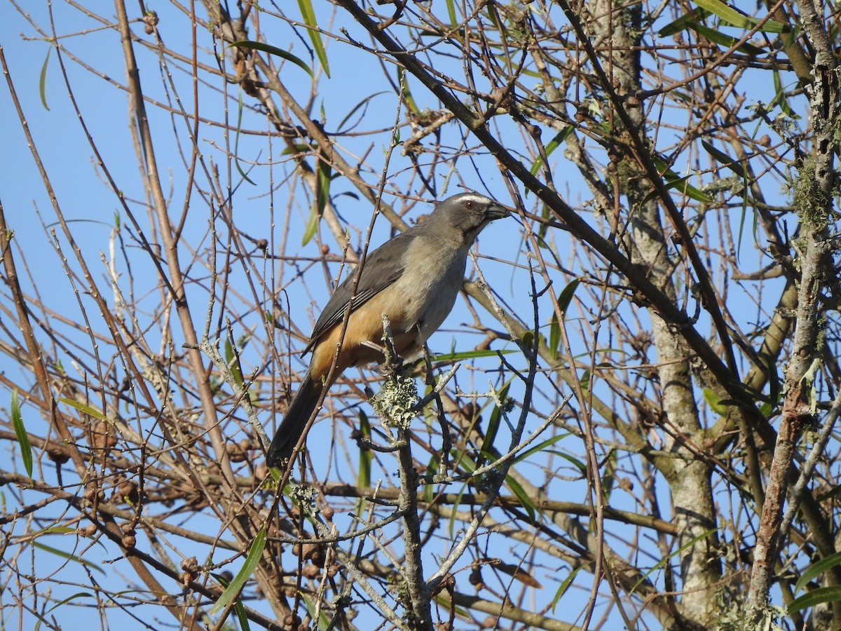 Bluish-gray Saltator - ML609031938