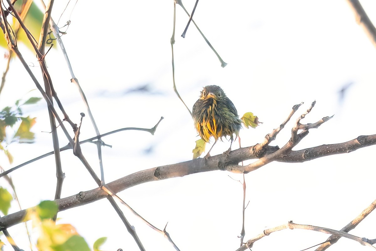 Mourning Warbler - ML609032000