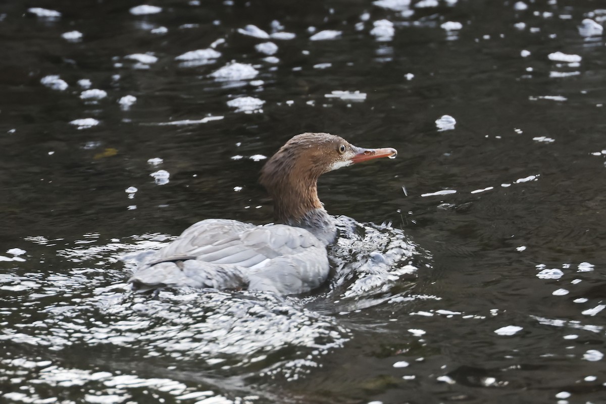 Common Merganser - ML609032128