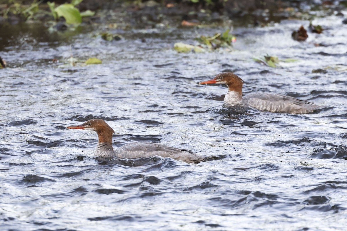 Common Merganser - ML609032129