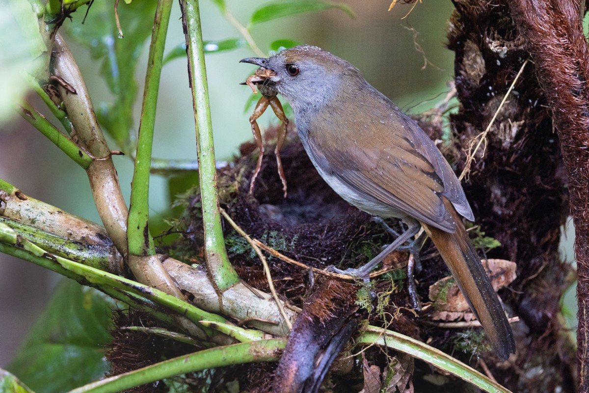 Bagobo Robin - ML609032138