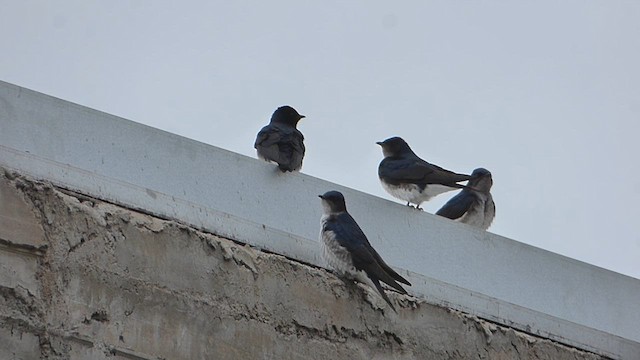 Golondrina Pechigrís - ML609032140