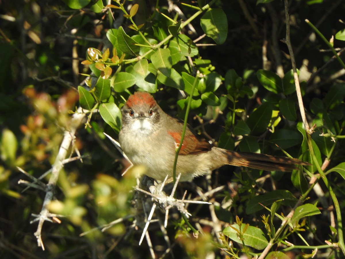 Pale-breasted Spinetail - ML609032205