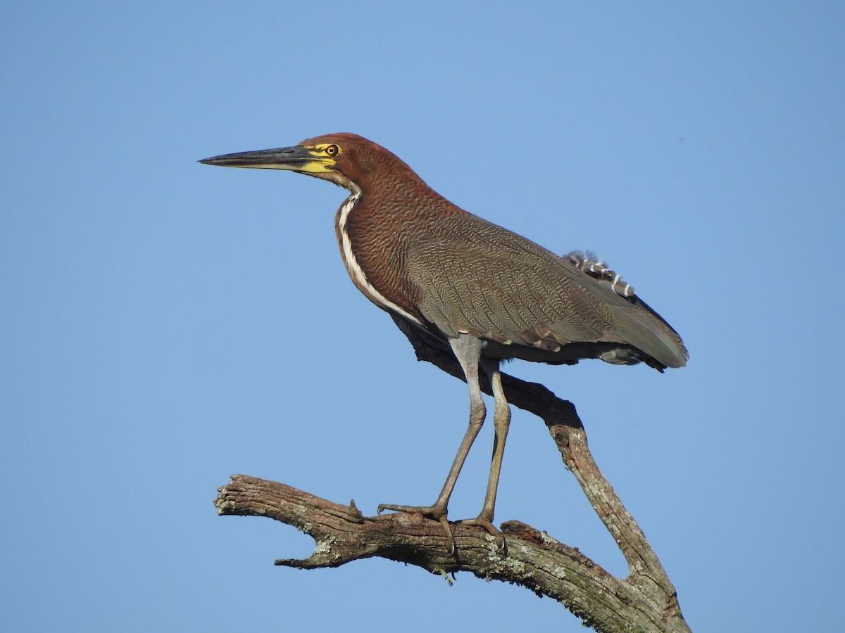 Rufescent Tiger-Heron - ML609032379