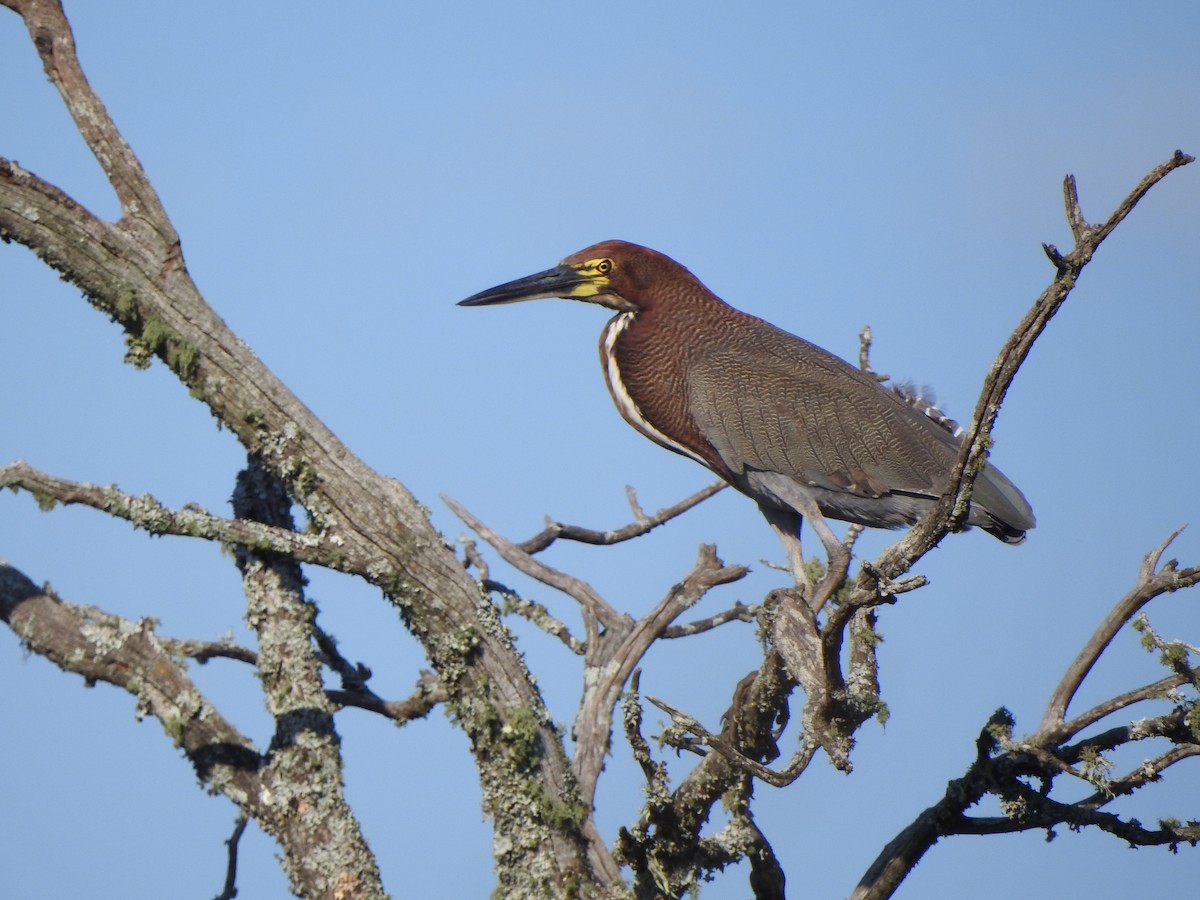 Rufescent Tiger-Heron - ML609032380