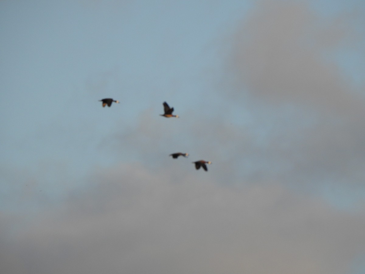 White-faced Whistling-Duck - ML609032429