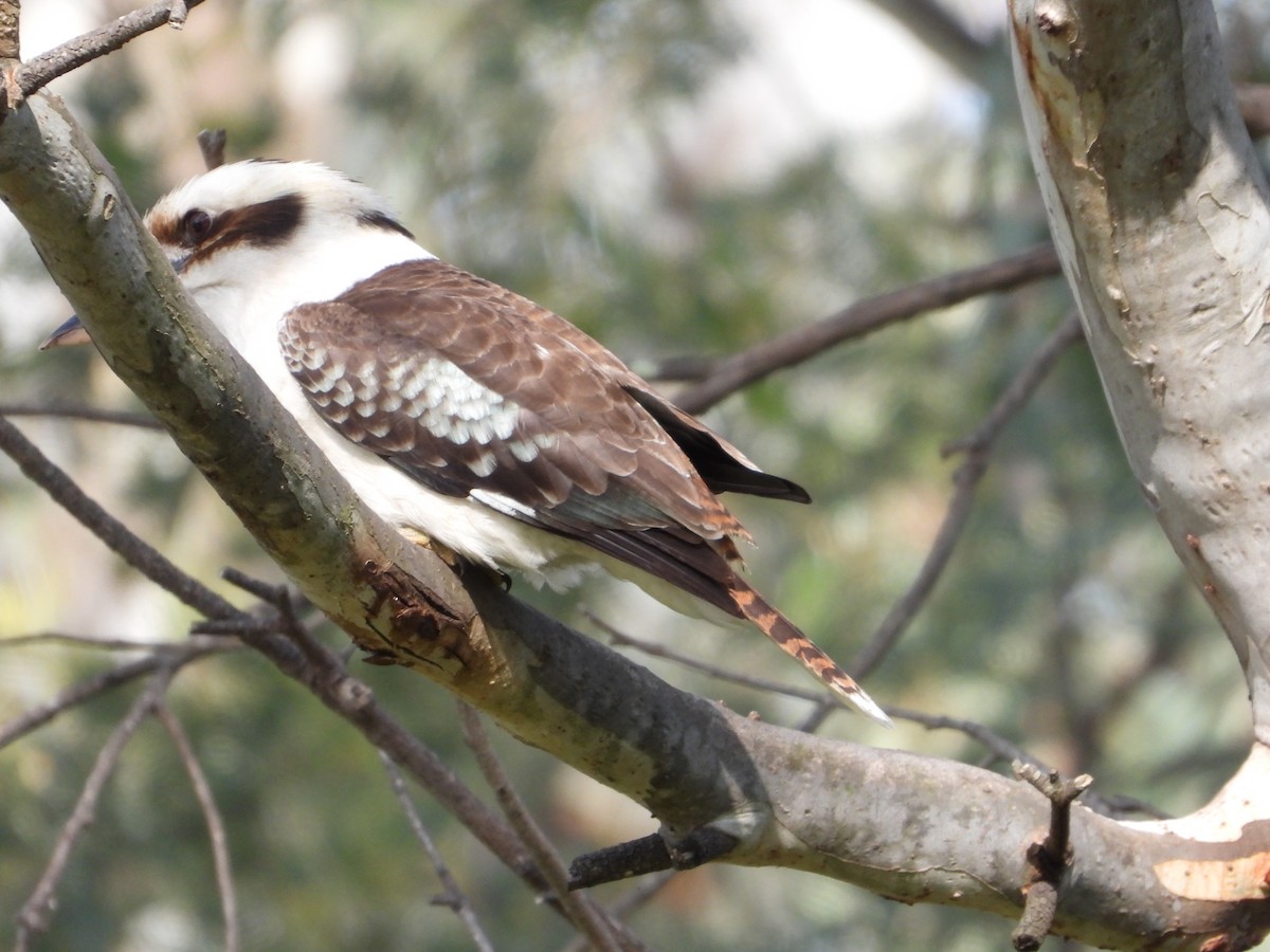 Laughing Kookaburra - ML609032450