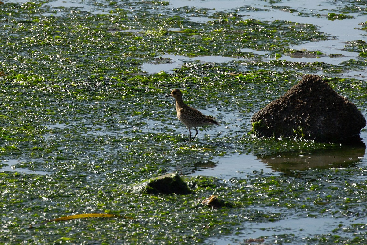 Pacific Golden-Plover - ML609032477