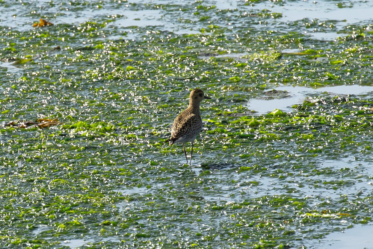 Pacific Golden-Plover - ML609032478