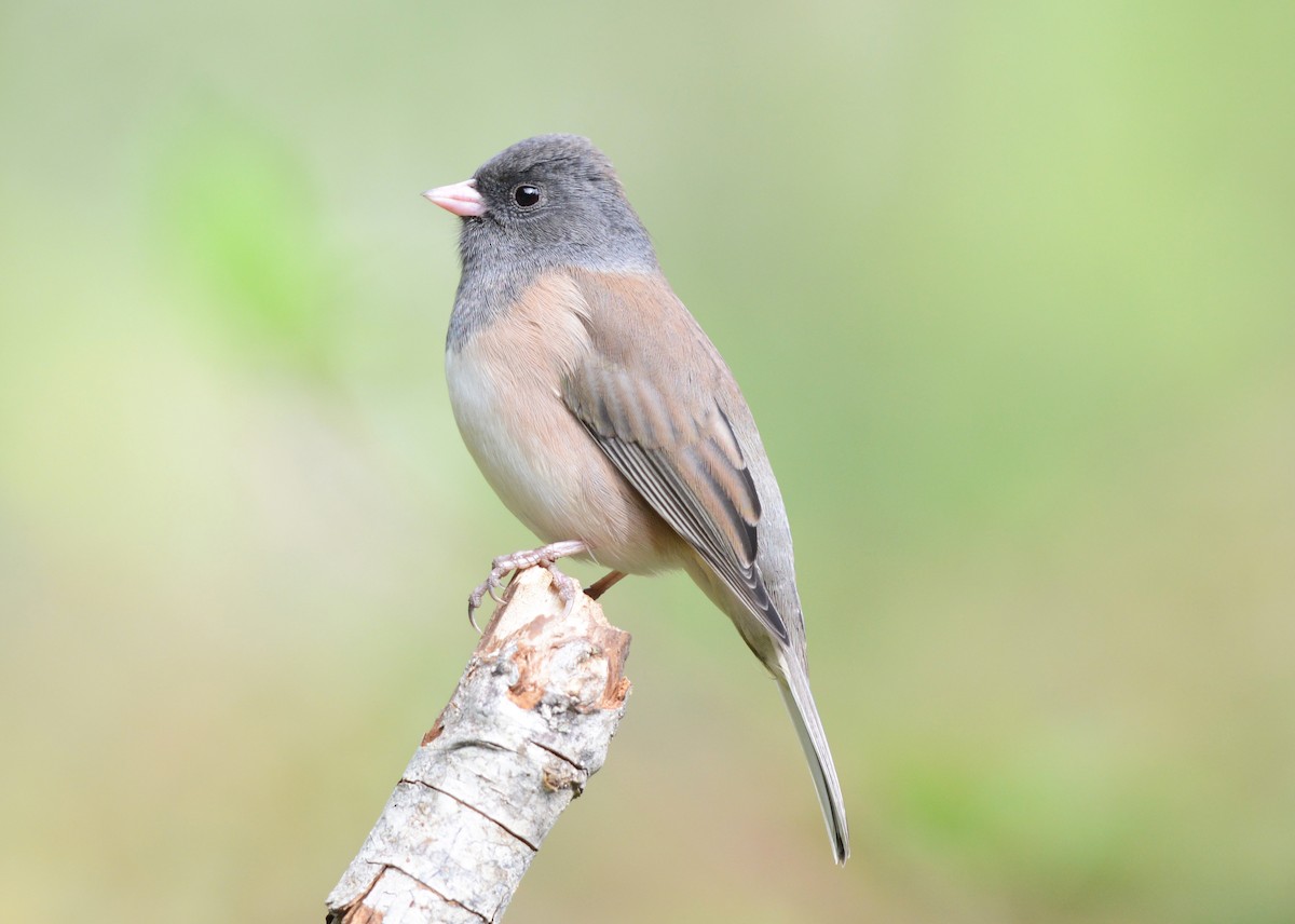 Dark-eyed Junco - ML609032506