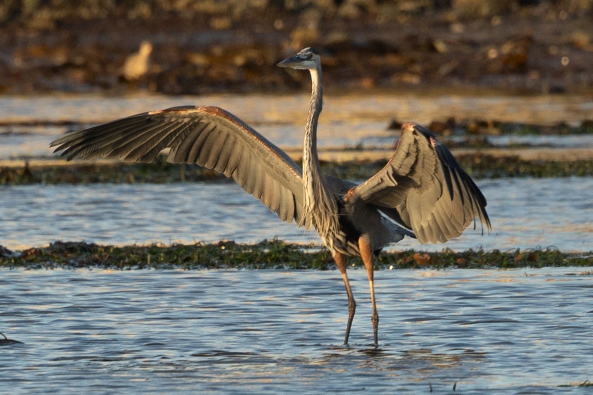 Great Blue Heron - Mike  Jones