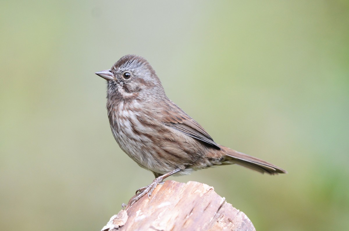 Song Sparrow - ML609032538