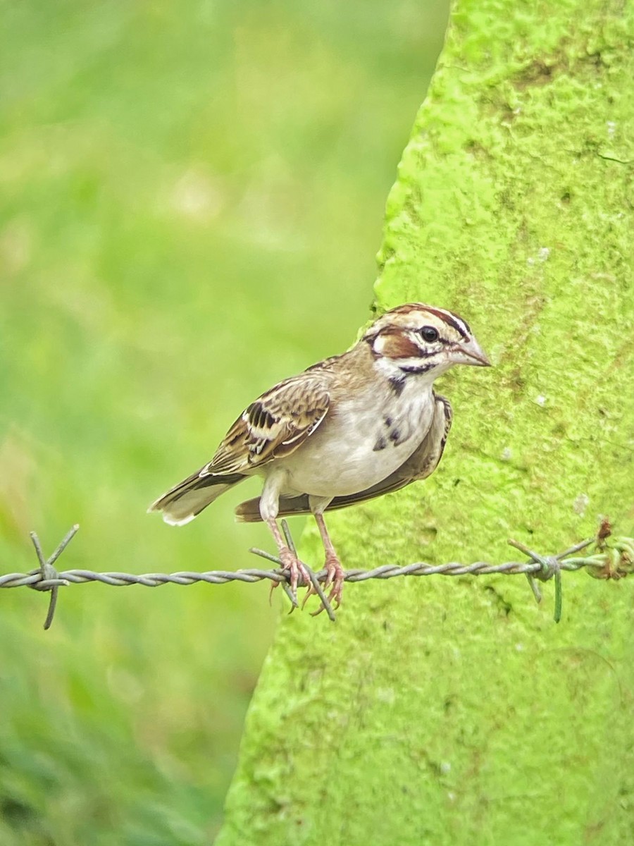 Lark Sparrow - ML609032572