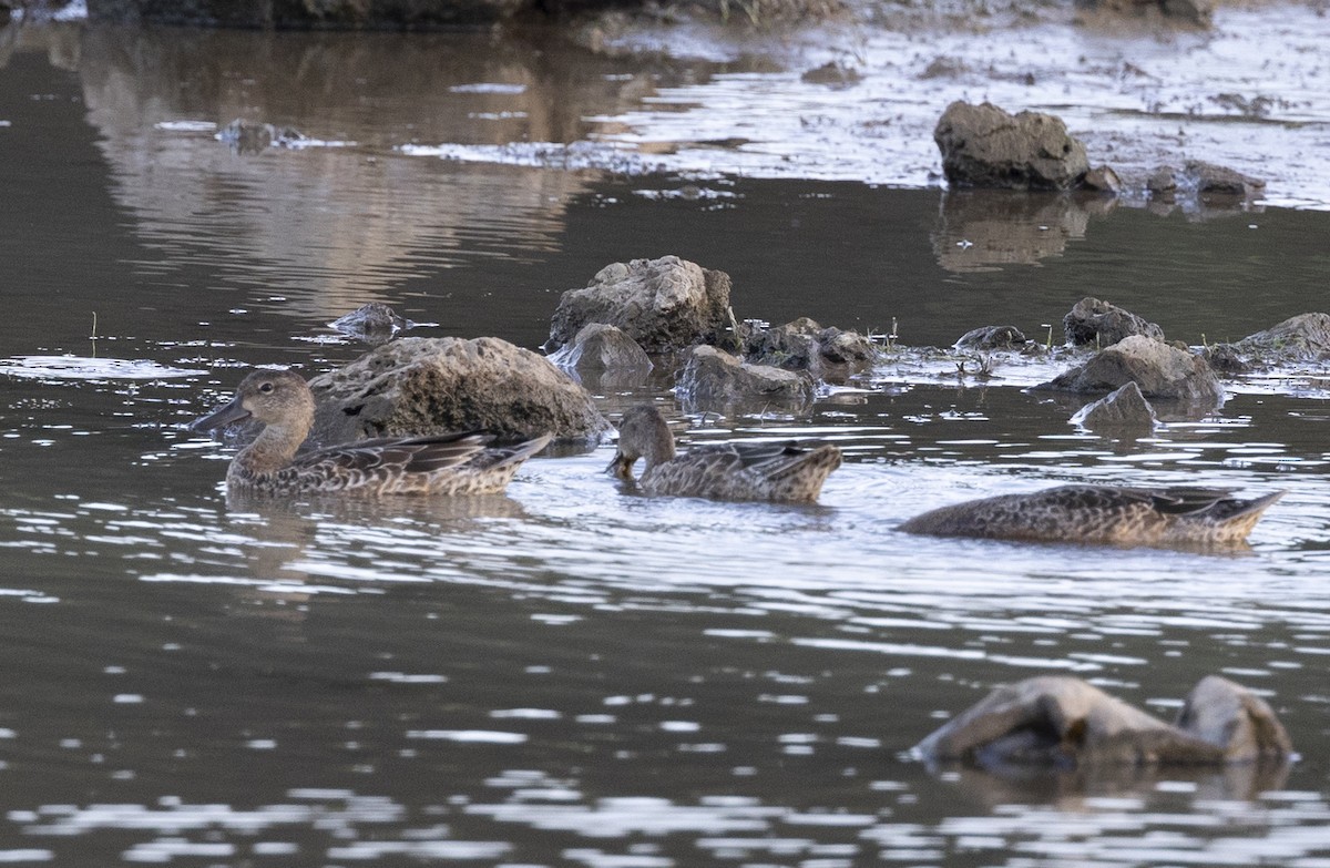 Blue-winged Teal - ML609032677