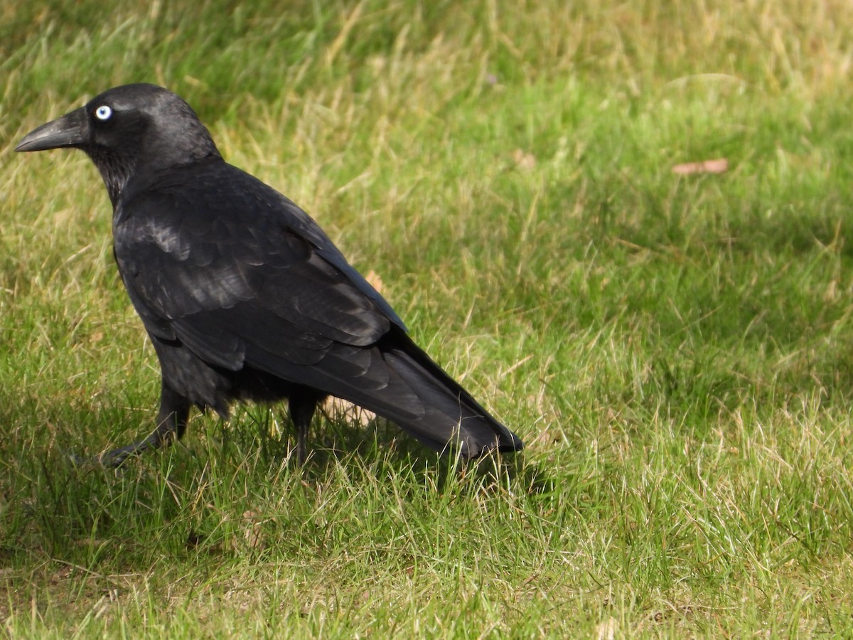 Little Raven - ML609032711