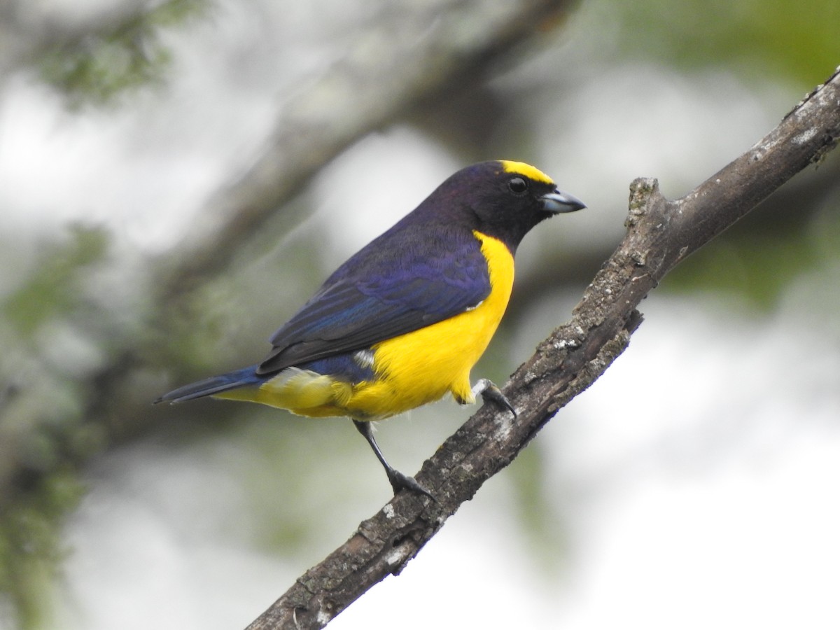 Purple-throated Euphonia - ML609032742