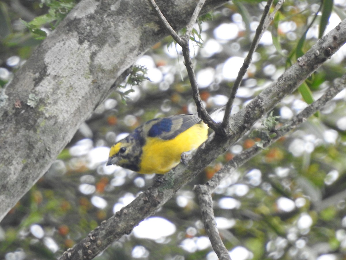 Purple-throated Euphonia - Raul Chumilo