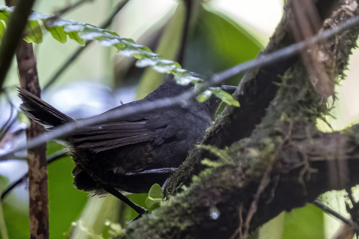 Choco Tapaculo - ML609032750