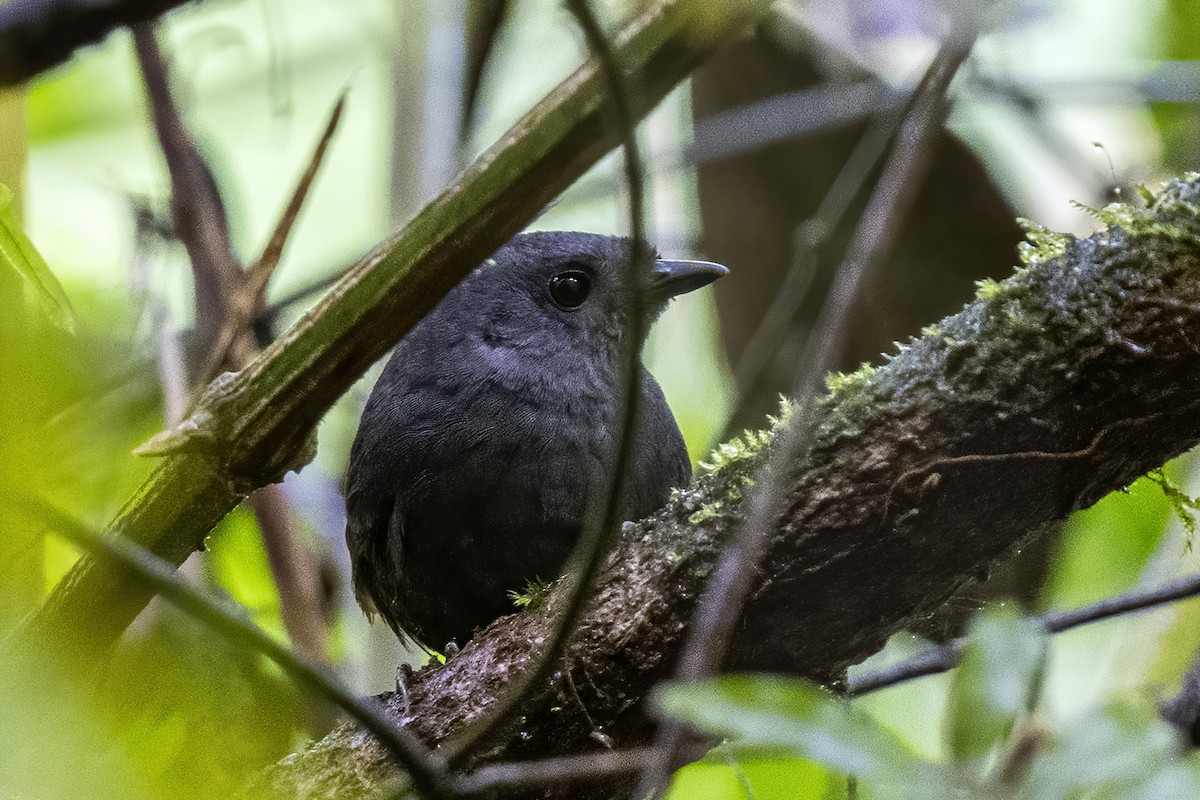 Choco Tapaculo - ML609032751