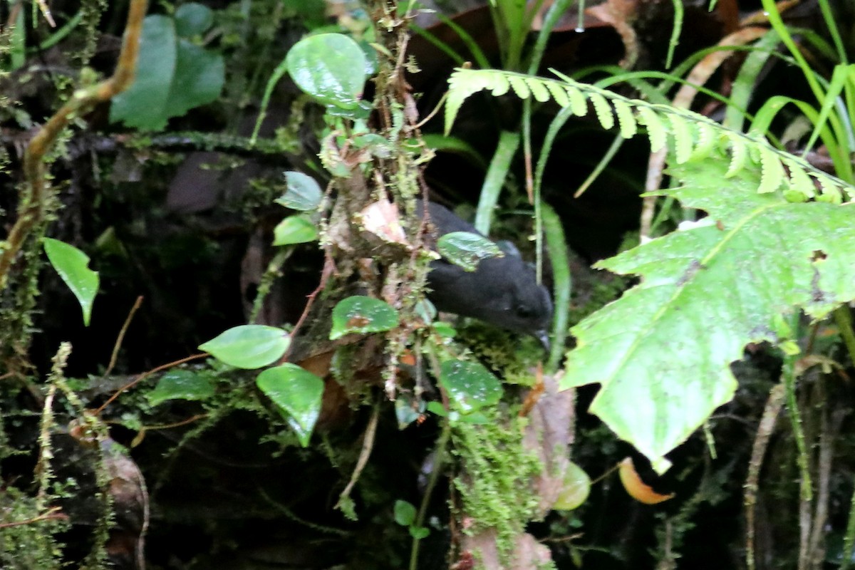 Nariño Tapaculo - Stephen Gast