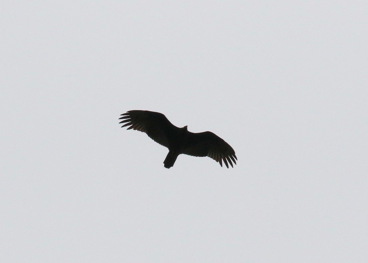 Turkey Vulture - ML609032993