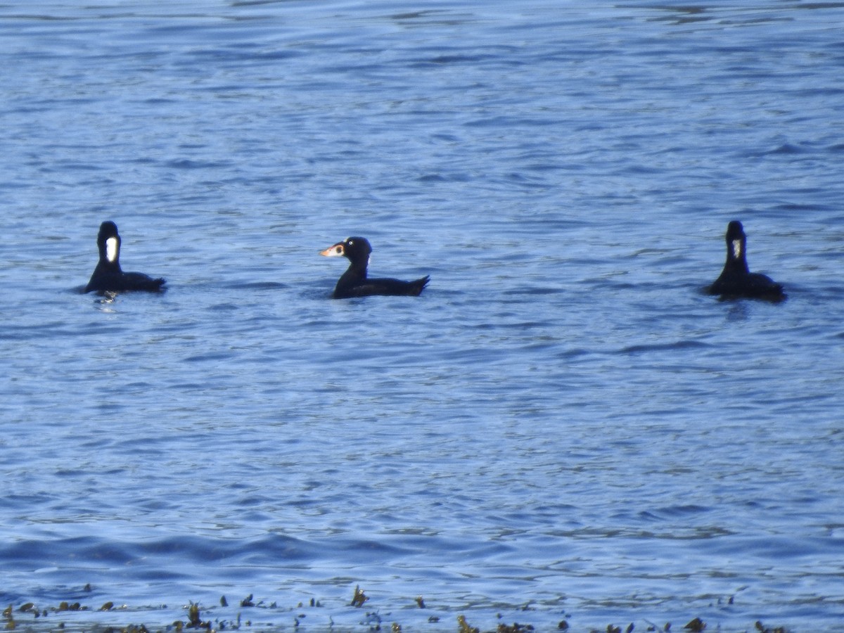 Surf Scoter - ML609033025