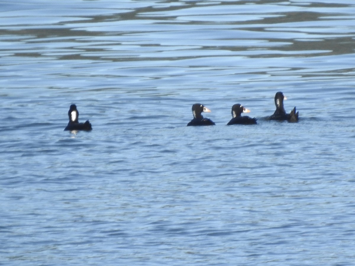 Surf Scoter - ML609033027