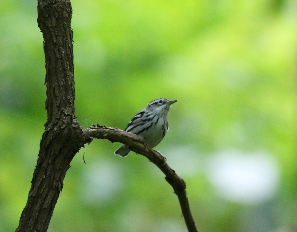 Black-and-white Warbler - ML609033032