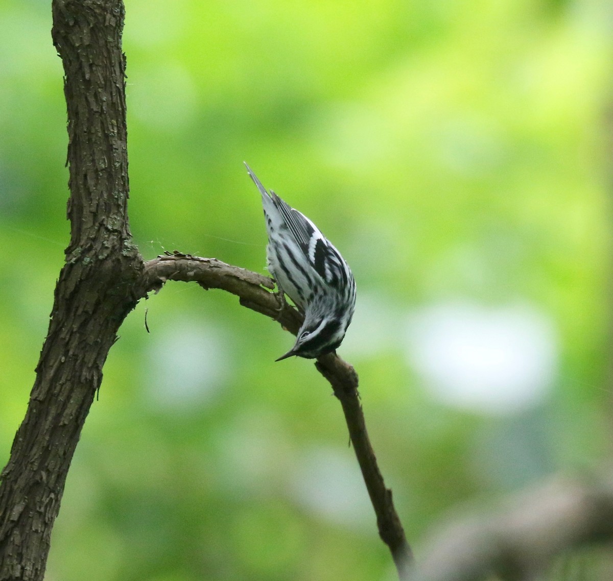 Black-and-white Warbler - ML609033033