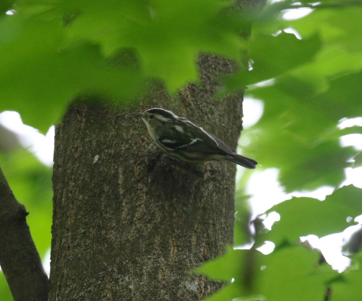 Black-and-white Warbler - ML609033034