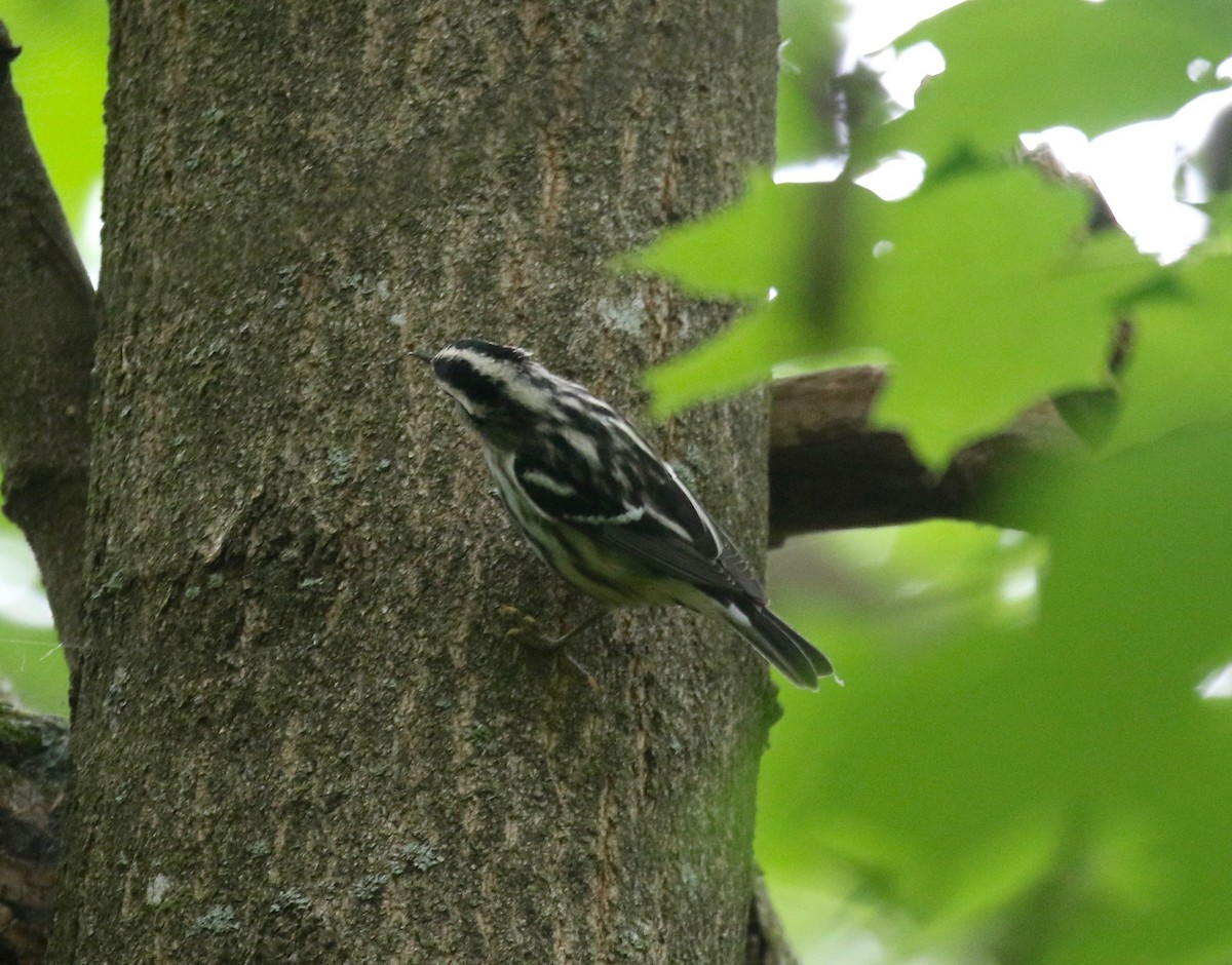 Black-and-white Warbler - ML609033036