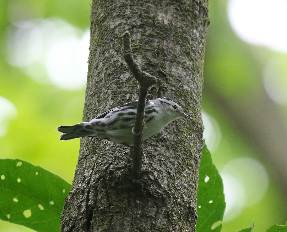Black-and-white Warbler - ML609033037