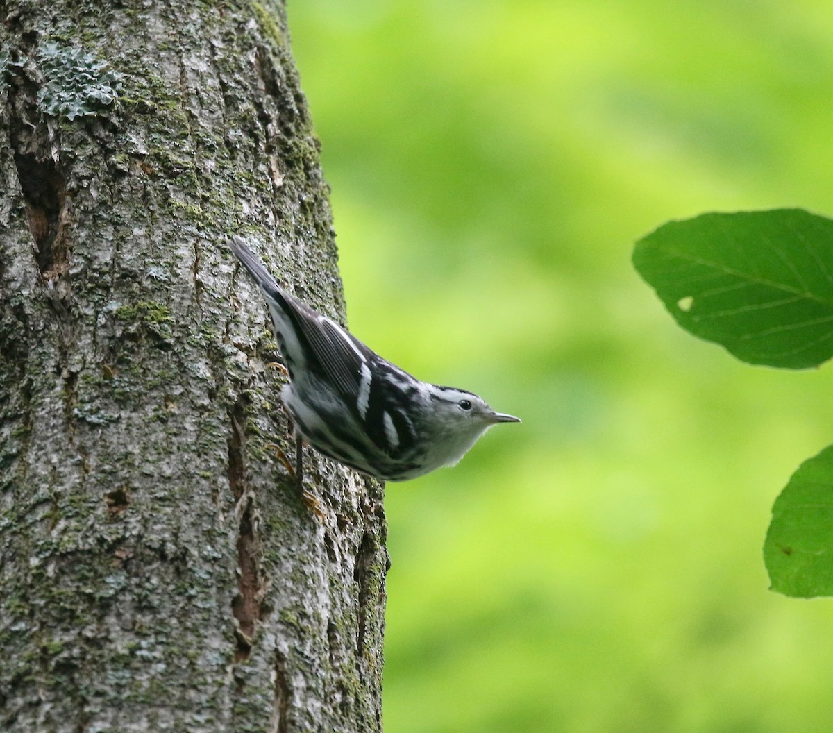 Black-and-white Warbler - ML609033038