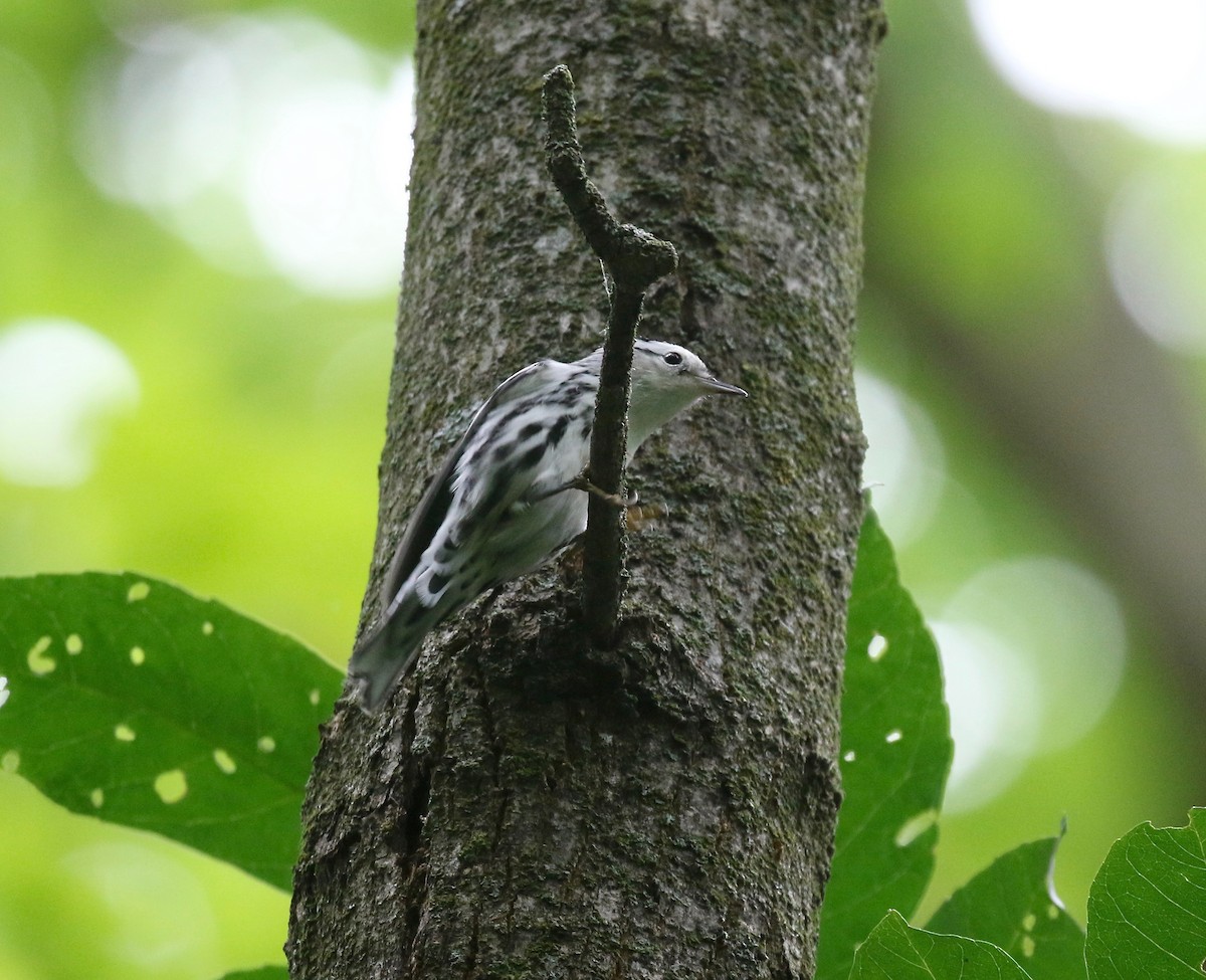 Black-and-white Warbler - ML609033039