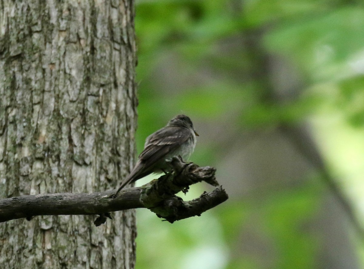 Eastern Wood-Pewee - Sandy Vorpahl