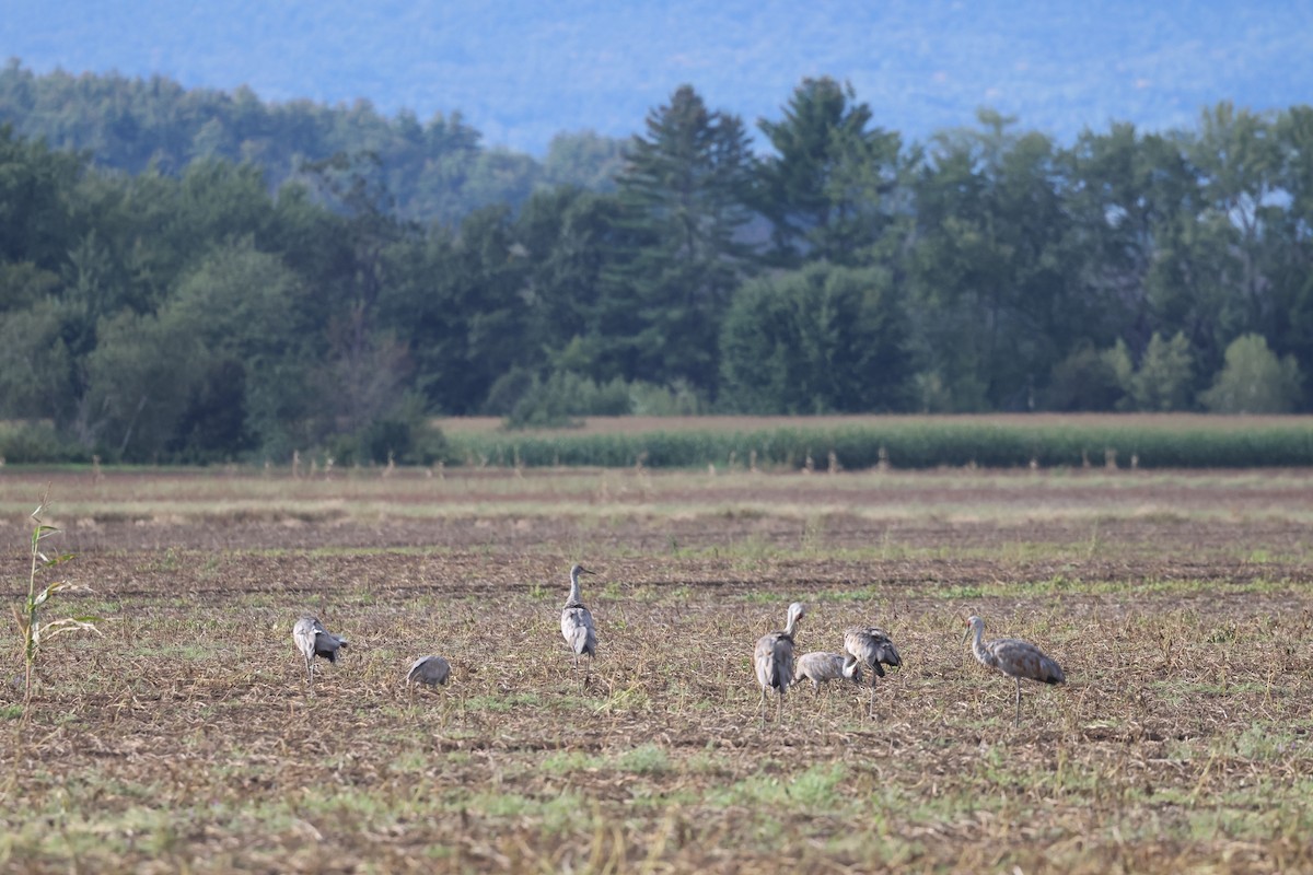 Sandhill Crane - ML609033088