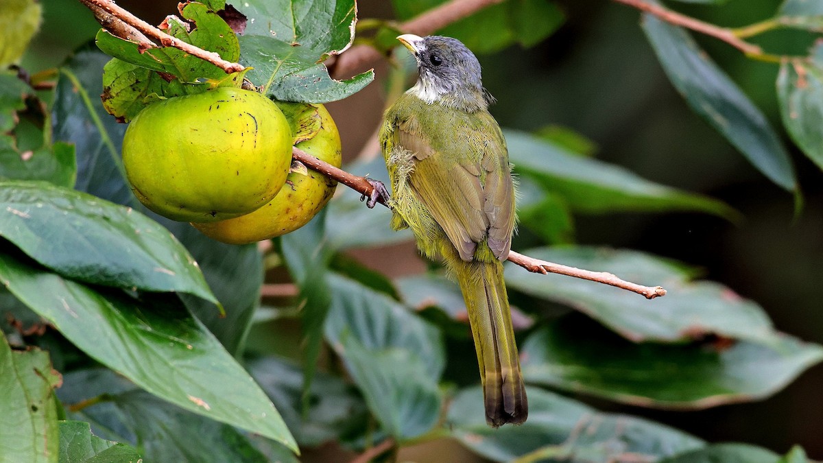 Bulbul Collarejo - ML609033108