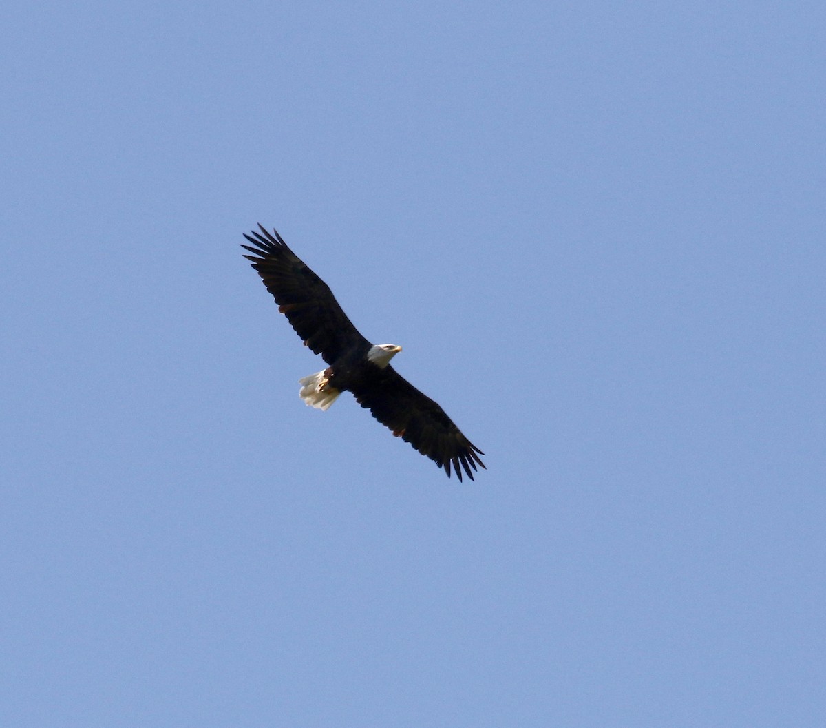 Bald Eagle - Sandy Vorpahl