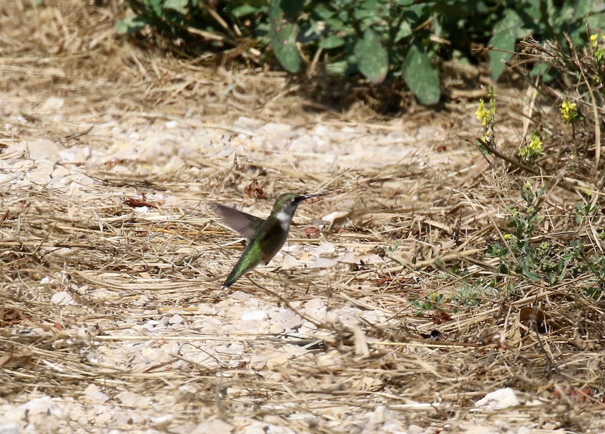 Ruby-throated Hummingbird - ML609033128