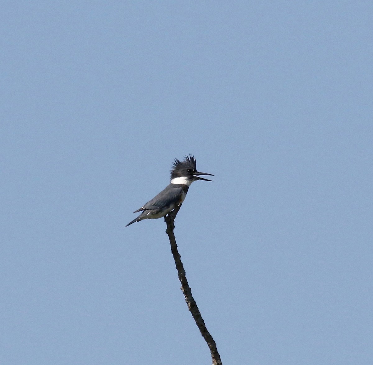 Belted Kingfisher - ML609033149