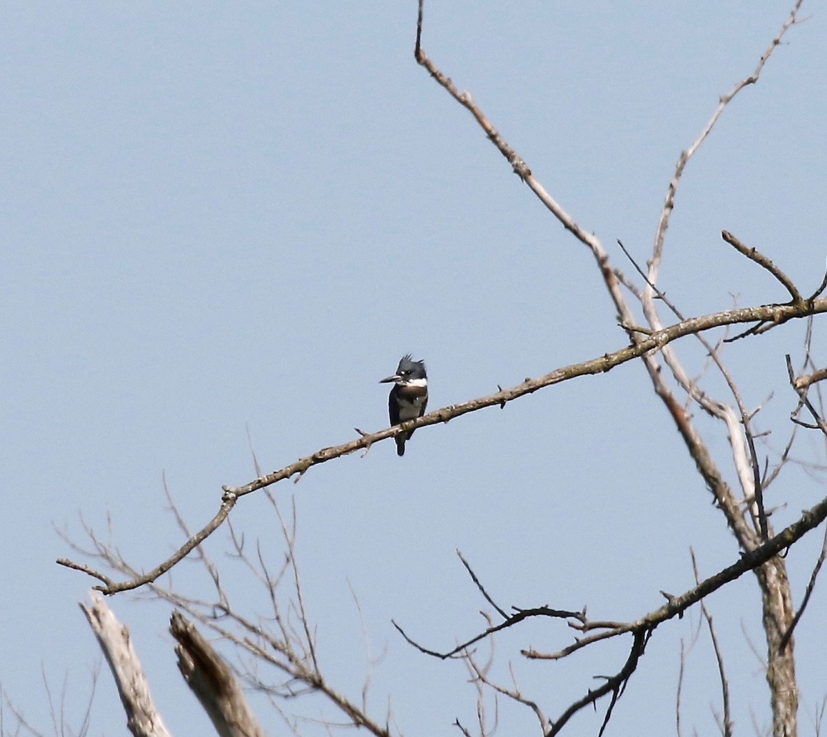 Belted Kingfisher - ML609033150