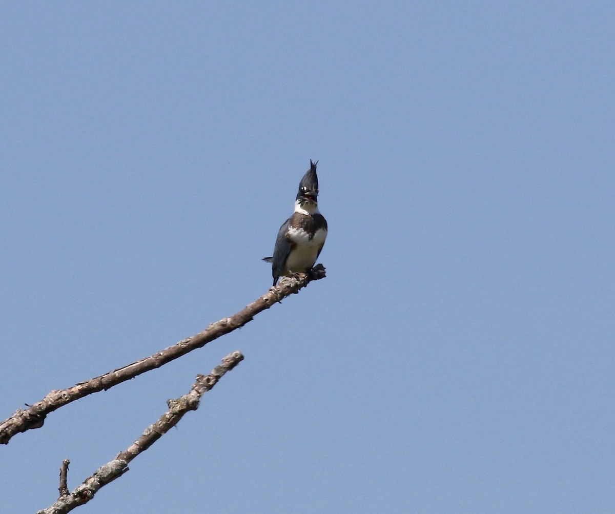 Belted Kingfisher - ML609033151
