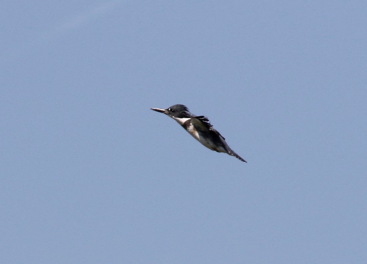 Belted Kingfisher - ML609033152