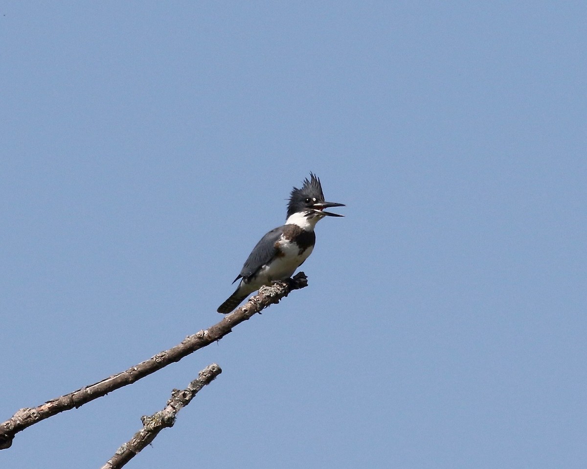Belted Kingfisher - ML609033155