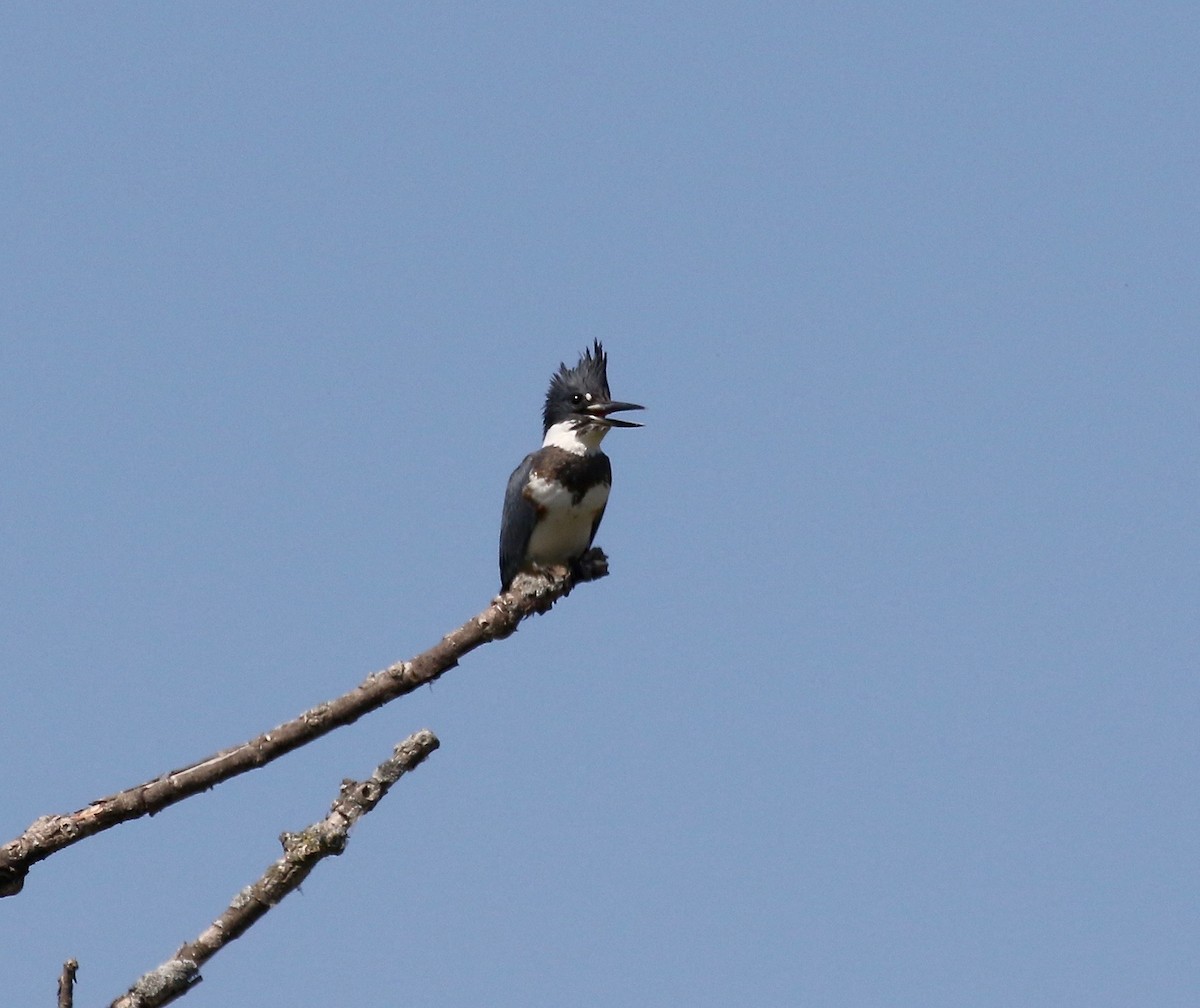Belted Kingfisher - ML609033156
